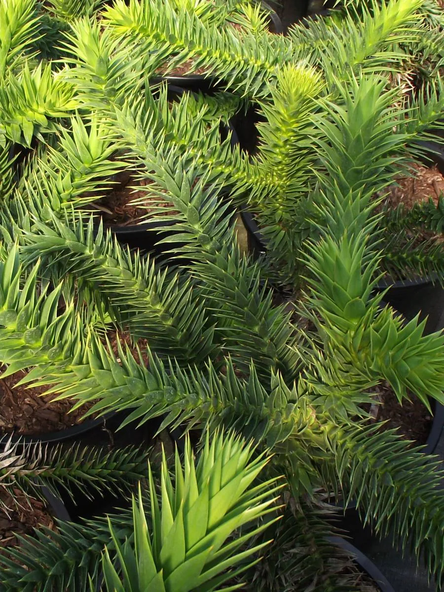 Bright green conifer needles