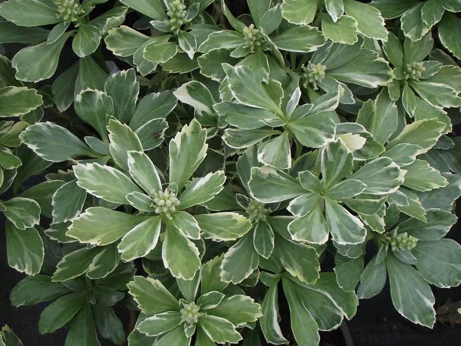 A shrub with green and cream variegated leaves
