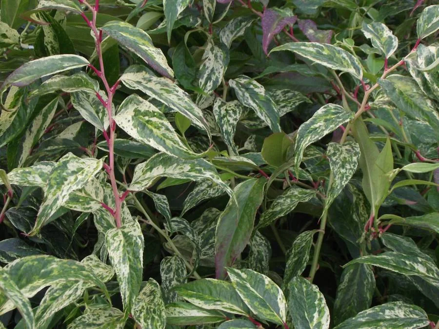 Green leaves speckled with white