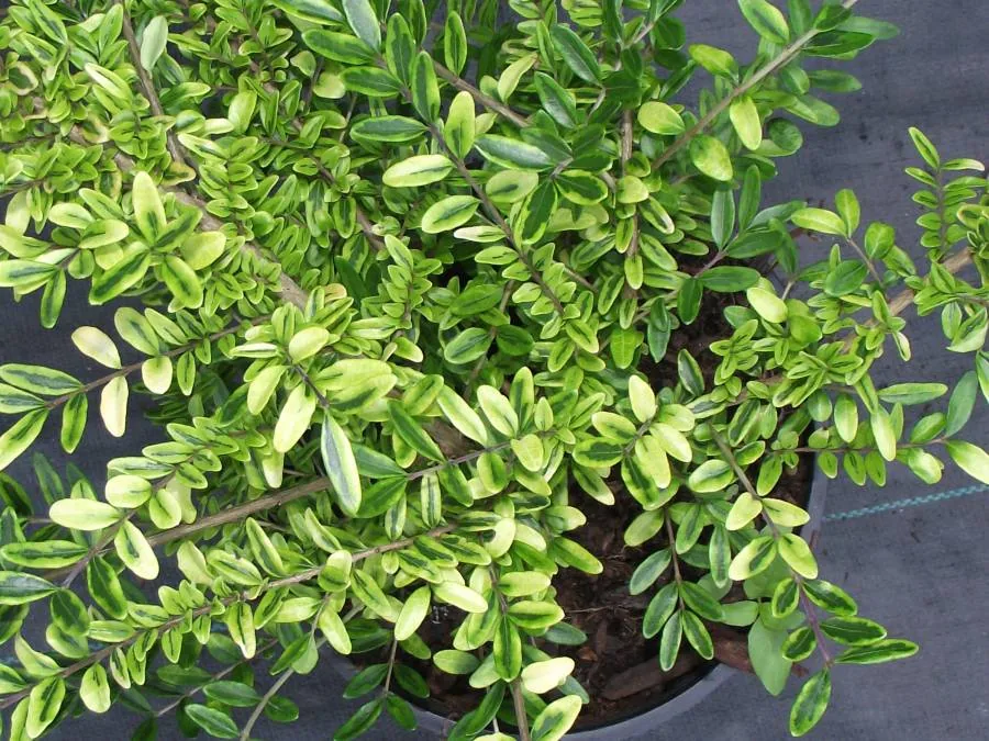 A small-leaved green shrub