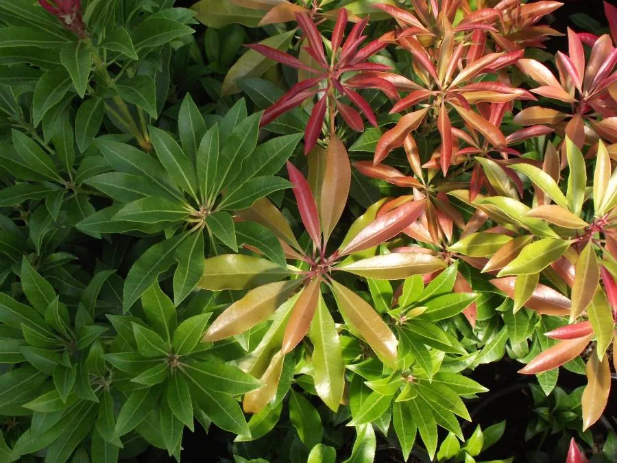 A shrub with red, orange and green foliage