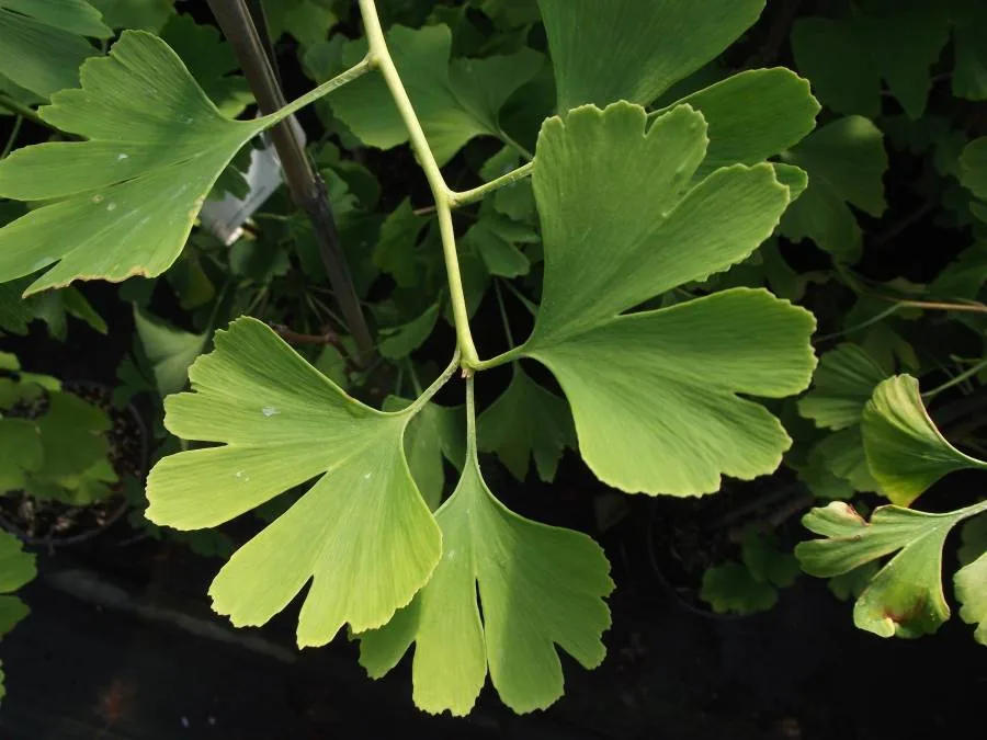Green ginkgo leaves