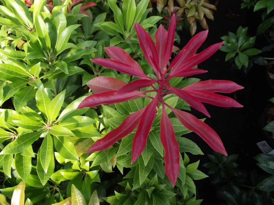 Pieris with bright red new leaves