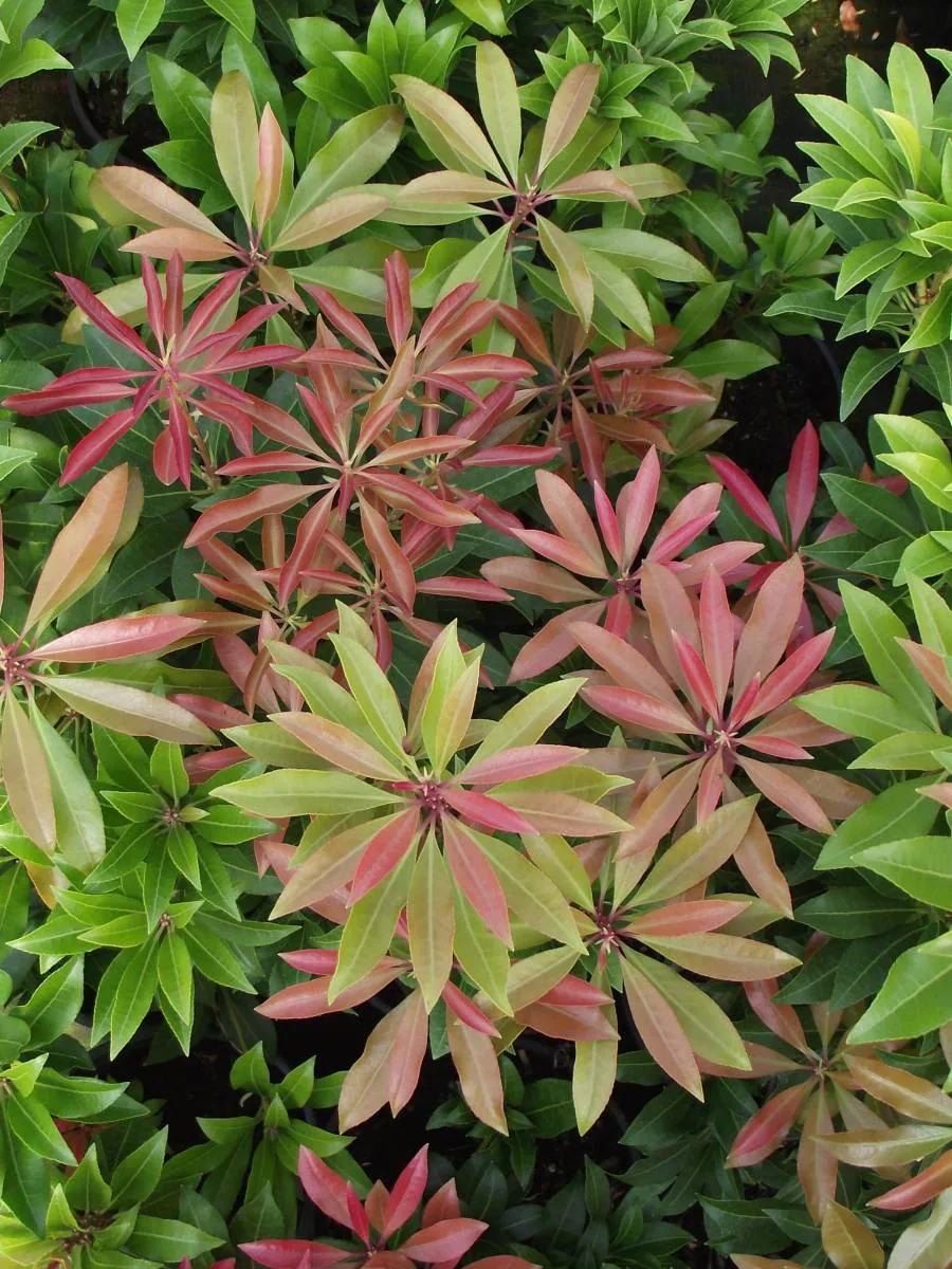 Pieris with pink and red new growth