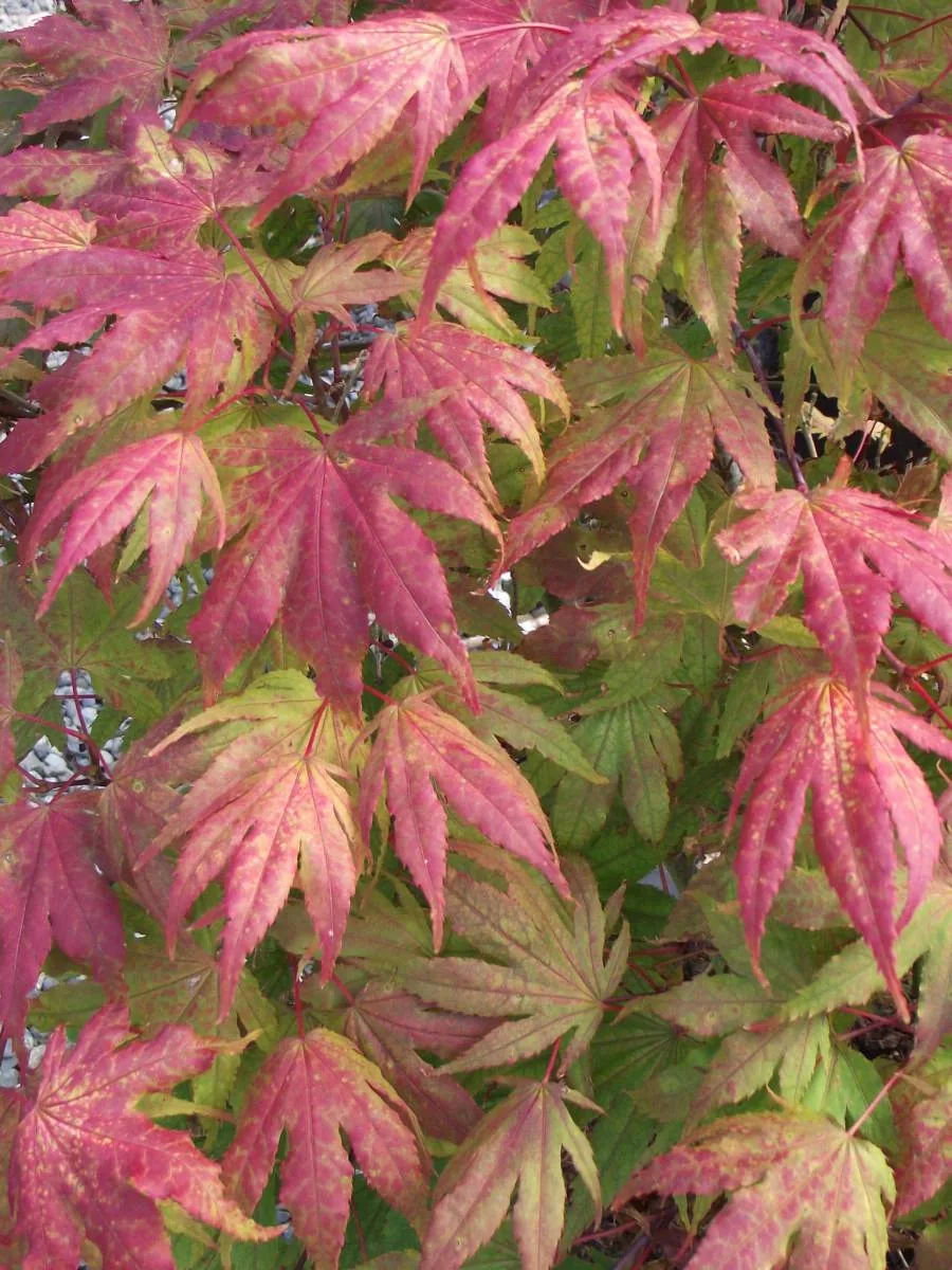 Pink and green Japanese maple leaves