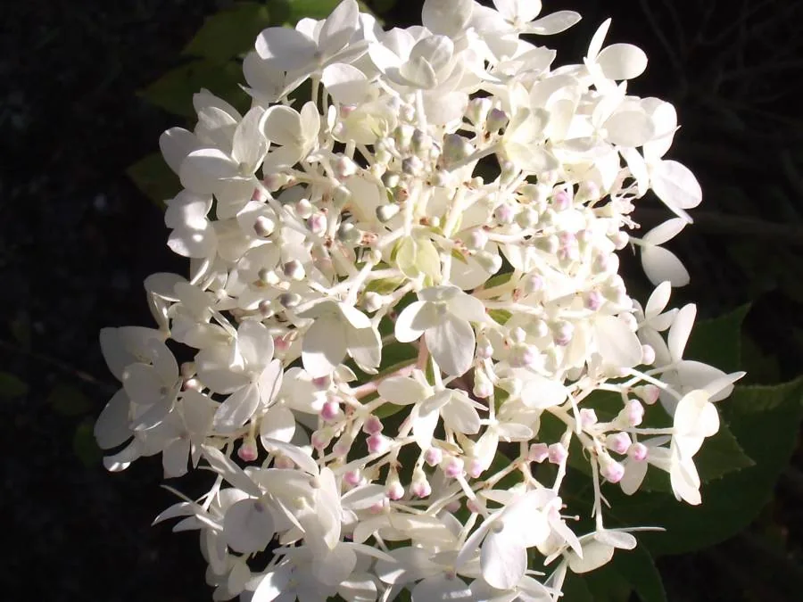 A white hydrangea flower head