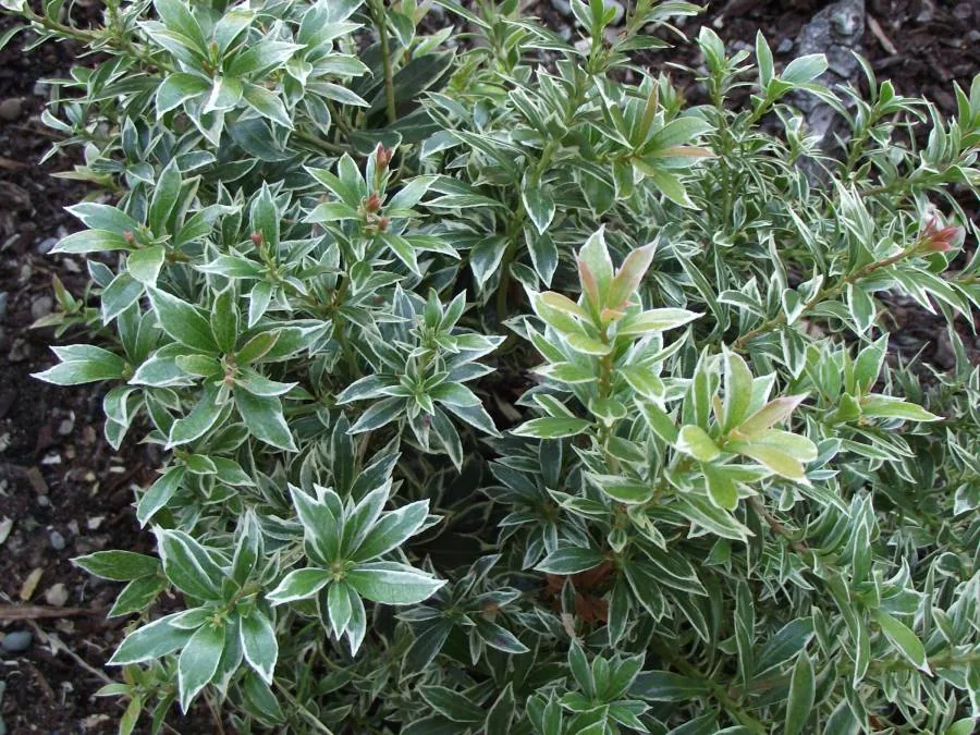 Variegated green and white foliage