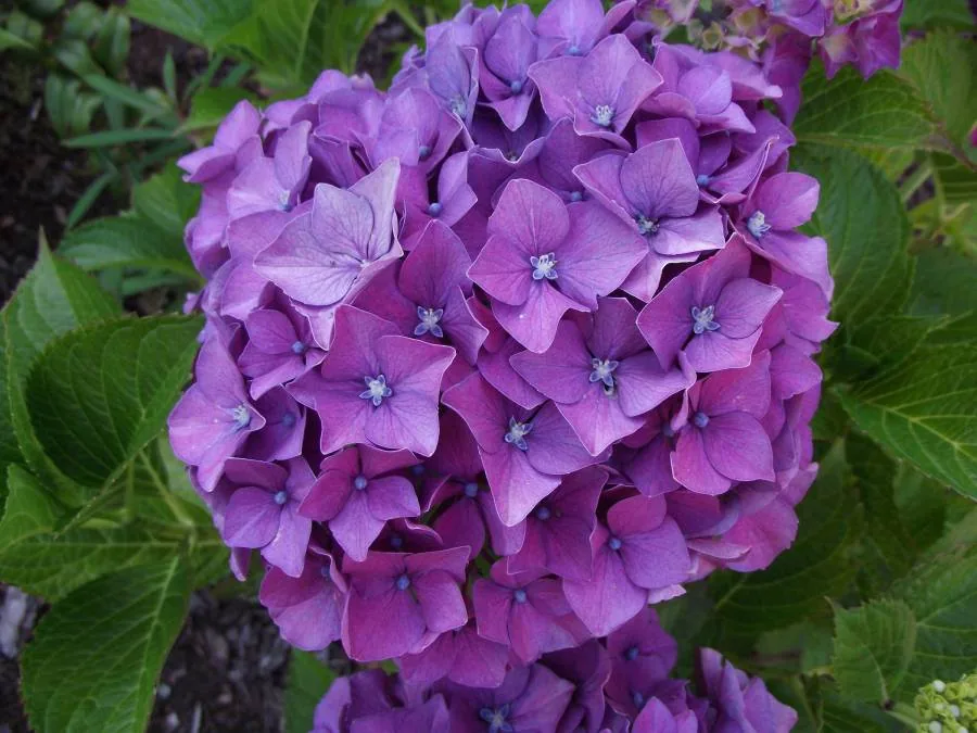 A purple hydrangea flower head