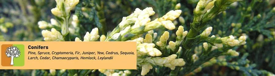 Conifers: pine, spruce, cryptomeria, fir, juniper, yew, cedrus, sequoia, larch, cedar, chamaecyparis, hemlock, leylandii