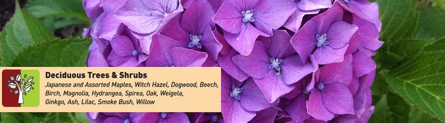 Deciduous trees and shrubs: Japanese and assorted maples, witch hazel, dogwood, beech, birch, magnolia, hydrangea, spirea, oak, weigela, ginkgo, ash, lilac, smoke bush, willow