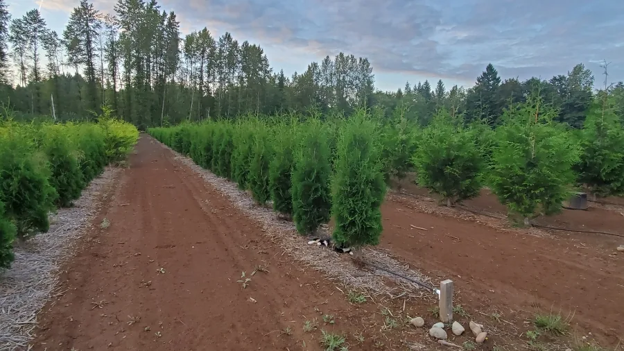 Rows of young hedging trees growing at the Outback Nursery tree farm
